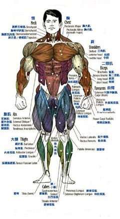 黑夜中的芒曜采集到muscle (正面)