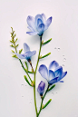 绘画素材：香雪兰（小苍兰）