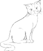 猫 宠物 猫科动物 基蒂 小猫 画画 坐 国内的 可爱的 甜的