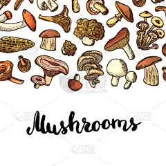 背景,食用菌,蔬菜,热,清新,食品,熟的,模板,绘制,烹调