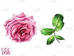 矢量,背景,玫瑰,自然,华丽的,商务,红色,尼泊尔,图像