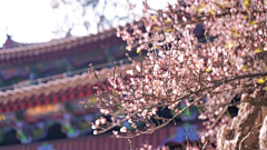 乌飞兔走-苏苕苕采集到前期美图