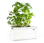 Let's Patch Planters : Check out and support this Kickstarter Project from Patch Planters. This 
lightweight, self watering planting system comes in a self-contained 
package that is easy to assemble and maintained. 

Let's Patch has engaged with Kickstar