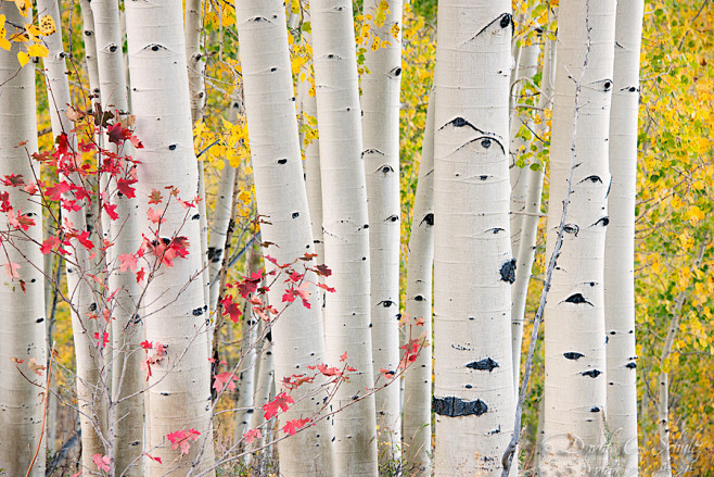 槭树和白杨。犹他州，美国