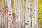 槭树和白杨。犹他州，美国