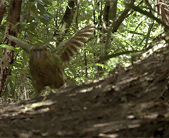 鸮鹦鹉
鸮鹦鹉，新西兰独有的濒危鸟类，特...
