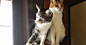 岛国博主Mako家里的两只猫。左边叫牡丹饼，3岁；右边叫雅美太郎，16岁。主人每次逗猫时，两只反应都如此不同……真是一对年龄属性全方位反差萌的好CP#逗猫#