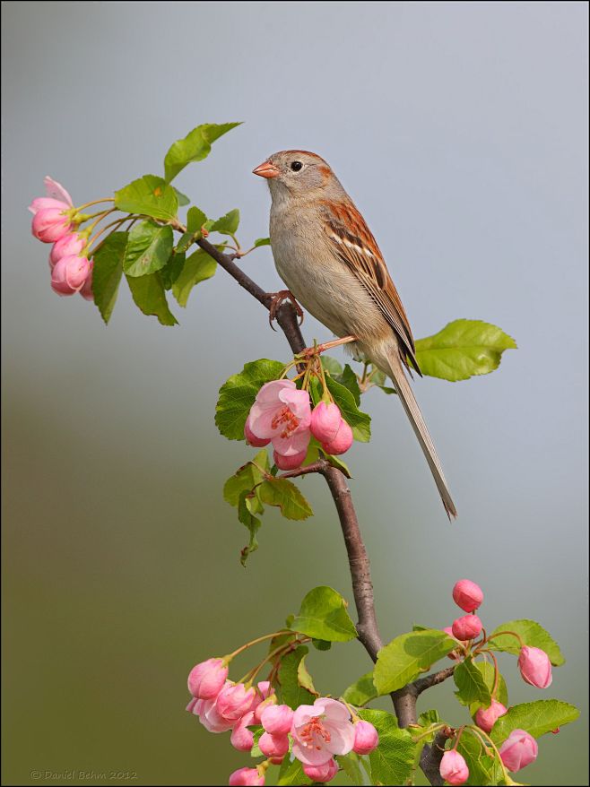 全部尺寸 | Field Sparrow...