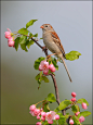 全部尺寸 | Field Sparrow on Apple Blossoms | Flickr - 相片分享！