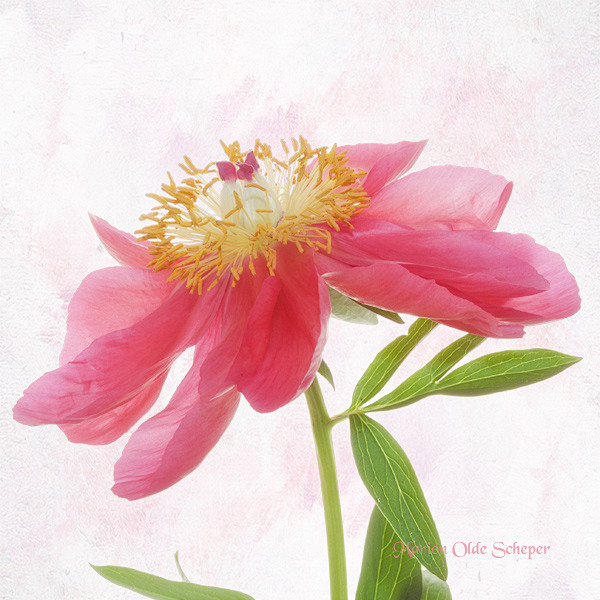 Photograph Paeonia b...