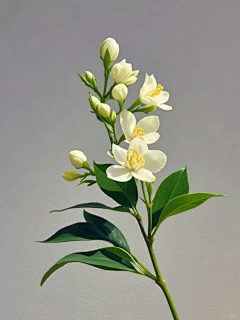 万言不值一块钱采集到花