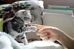 猫狗壁纸高清大图_360图片