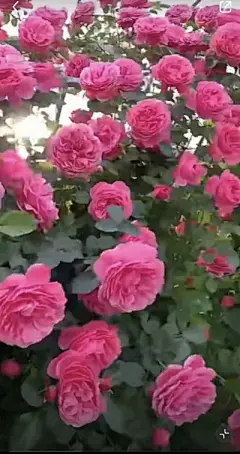 花草集 - 高清图片，堆糖，美图壁纸兴趣社区