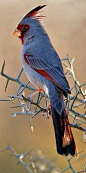 Desert #Cardinal - #Birds