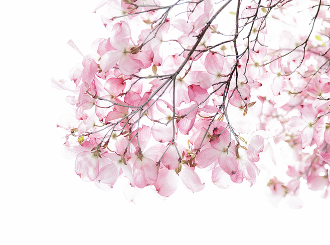 png红粉色樱花花朵免抠素材
@灬小狮子...
