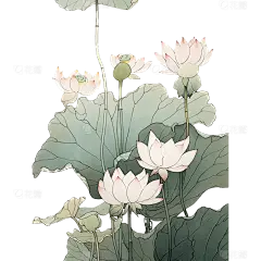 插画夏天夏季夏日荷花荷叶