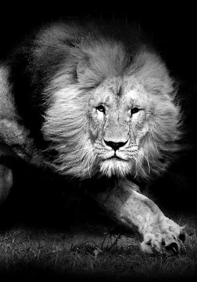lion ✔ wild animals ...