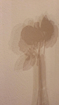 shadow play of a rose in a vase - beige aesthetic - light inspo nude colours wall paint - naturals