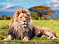 草原上卧着的狮子近景摄影高清图片