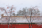 2019年北京故宫的雪景，白雪映衬红墙琉璃瓦。