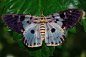 动物 生物 参考 翅膀 蝴蝶