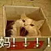 饼干喵