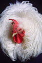 Cochin Frizzle,white Silkie    Chickens By Stphen Green-Armytage