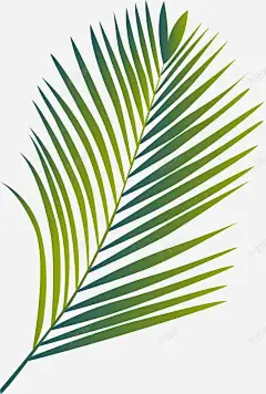 创意棕榈叶叶子图矢量图 热带植物 环境 矢量图 绘画 自然 元素 免抠png 设计图片 免费下载 页面网页 平面电商 创意素材