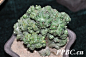 Cereus pitajaya山影拳