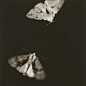 其中包括图片：A Flutter of Moths