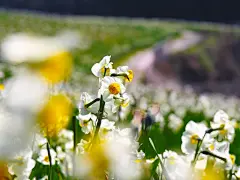 清新典雅的水仙花桌面高清壁纸桌面壁纸2