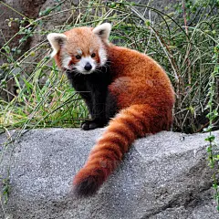小熊猫,哺乳纲,岩石,无人,野外动物,肖像,方形画幅,摄影,坐