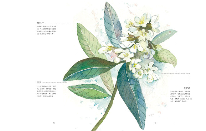 1-1花茎类书籍枇杷花跨页