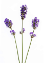 自然,影棚拍摄,草本,自然界的状态,美_119775124_Freshly picked stems of fragrant lavender_创意图片_Getty Images China