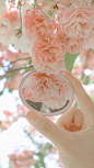 #摄影（花）#