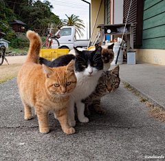 呜呼呼^_^采集到小猫猫