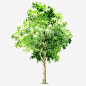 手绘树木绿色树木高清素材 免抠 设计图片 免费下载 页面网页 平面电商 创意素材