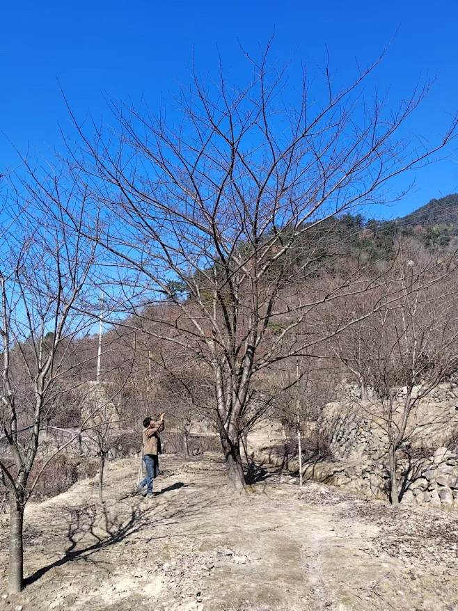 染井吉野樱