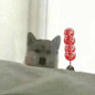 沙雕狗狗