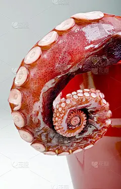 章鱼