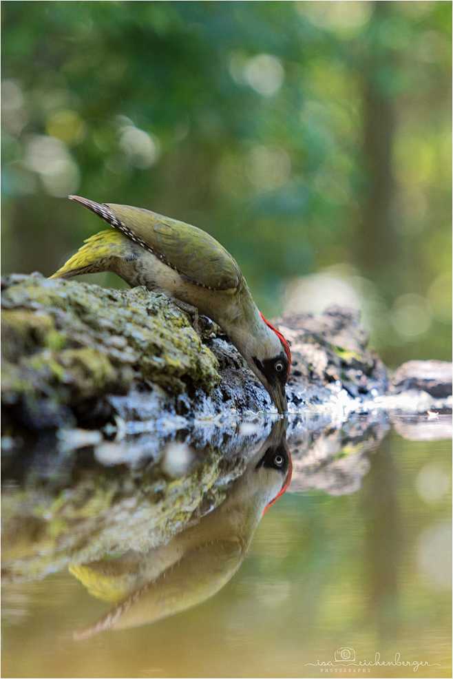 two green woodpecker...