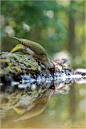 two green woodpecker by Isabelle Eichenberger on 500px