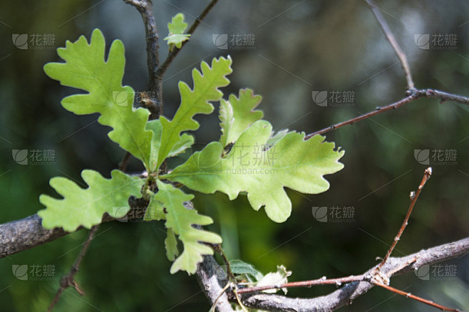 橡树叶,自然,植物,水平画幅,无人,枝,植物学,叶子,特写,摄影