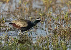青铜翼的Jacana - Keoladeo国家公园，Bharatpur，印度。