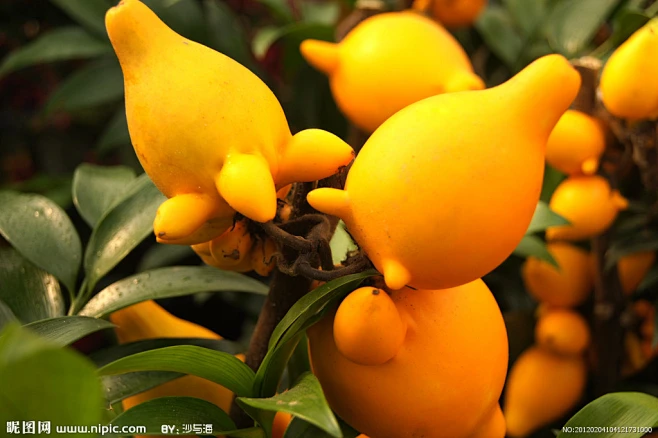 黄金果又名五指茄，乳茄。俗称五代同堂-花瓣网