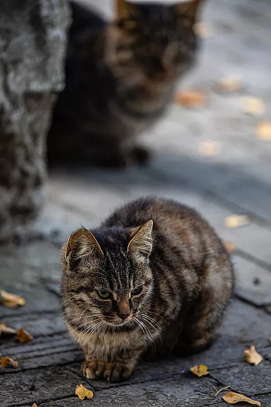 黑色条纹的狸花猫照片素材