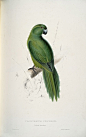 【英国诗人兼画家 Lear Edward的手绘鹦鹉图册】
爱德华·利尔Edward Lear(1812-1888)，英国著名幽默漫画家，诗人兼画家。一生奔波于欧洲各地，创作了大量绘画、诗歌和音乐。他画的鸟曾集册出版，但他主要以写五行打油诗与打油诗（Nonsense verse）闻名。