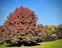 五颜六色的大树