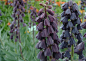 波斯贝母Fritillaria persica L.