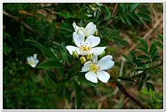 单瓣白木香 Rosa banksiae var. normalis 蔷薇科蔷薇属